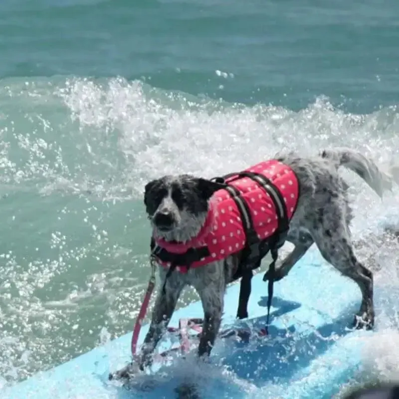 Cute & Colorful Premium Dog Life Vests